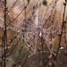 Wet Web by lynnz