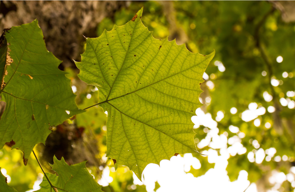 Leaf Above My Head! by rickster549