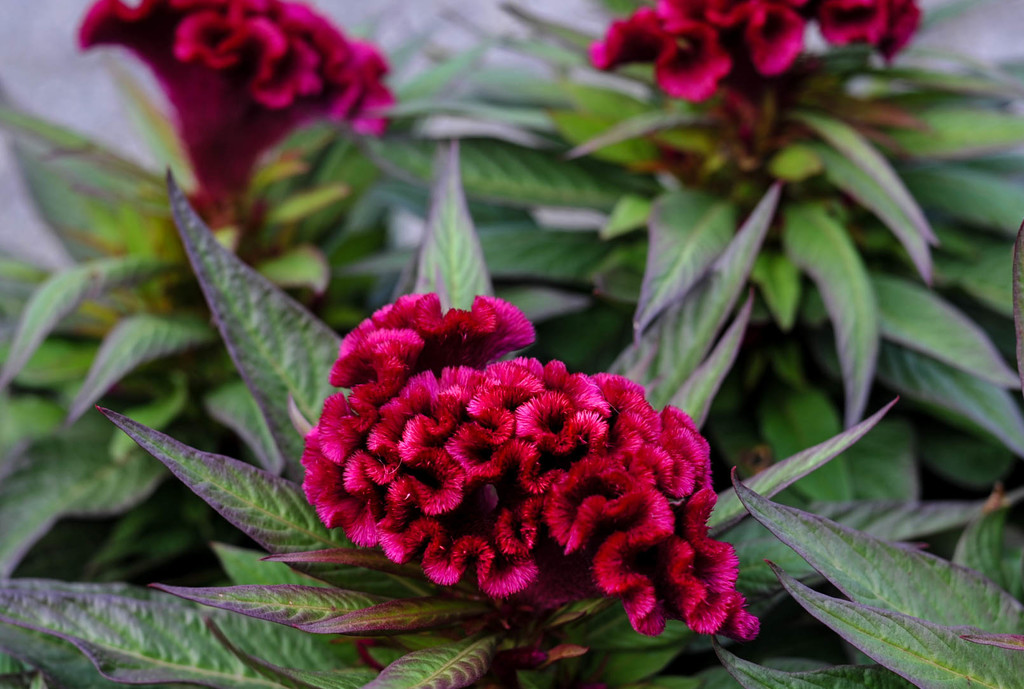 Crested form of Celosia by loweygrace