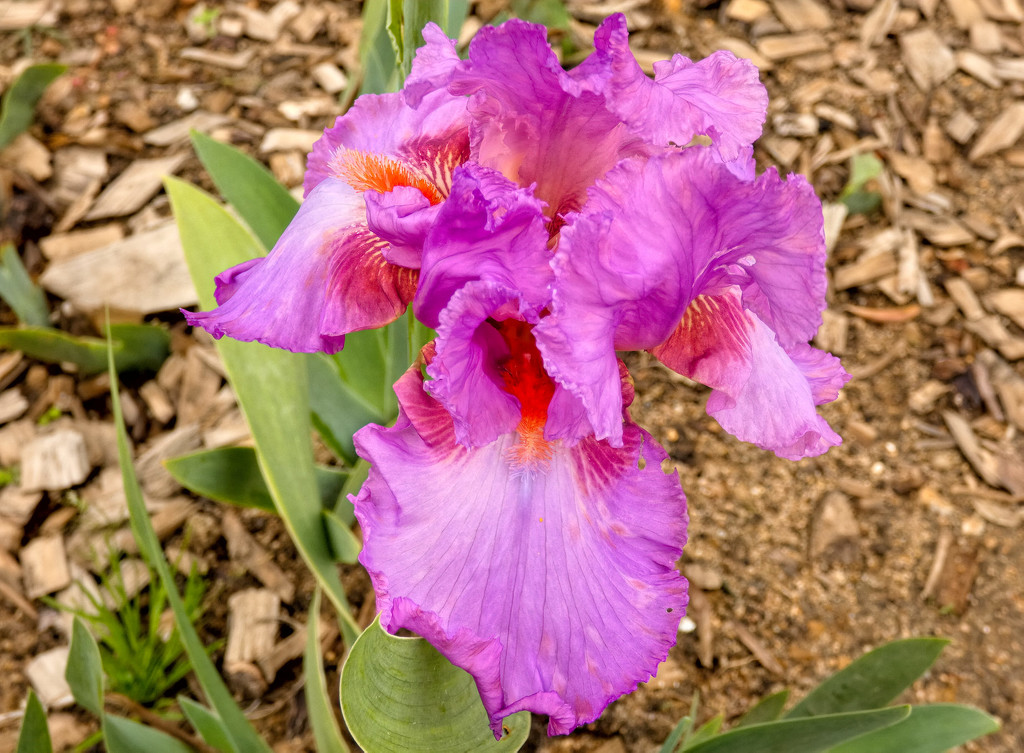 A beautiful Iris by ludwigsdiana