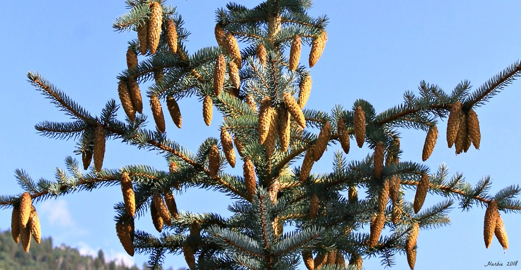 Pine Cones Up Close by harbie