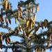 Pine Cones Up Close by harbie