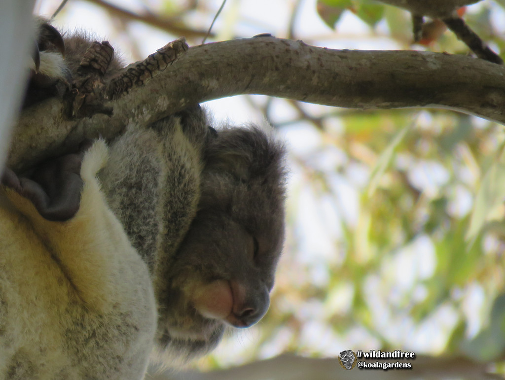 favourite hangout by koalagardens