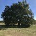 Big tree by emma1231