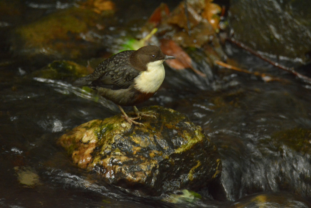 Low light .... Dipper in the Dingle.... by ziggy77