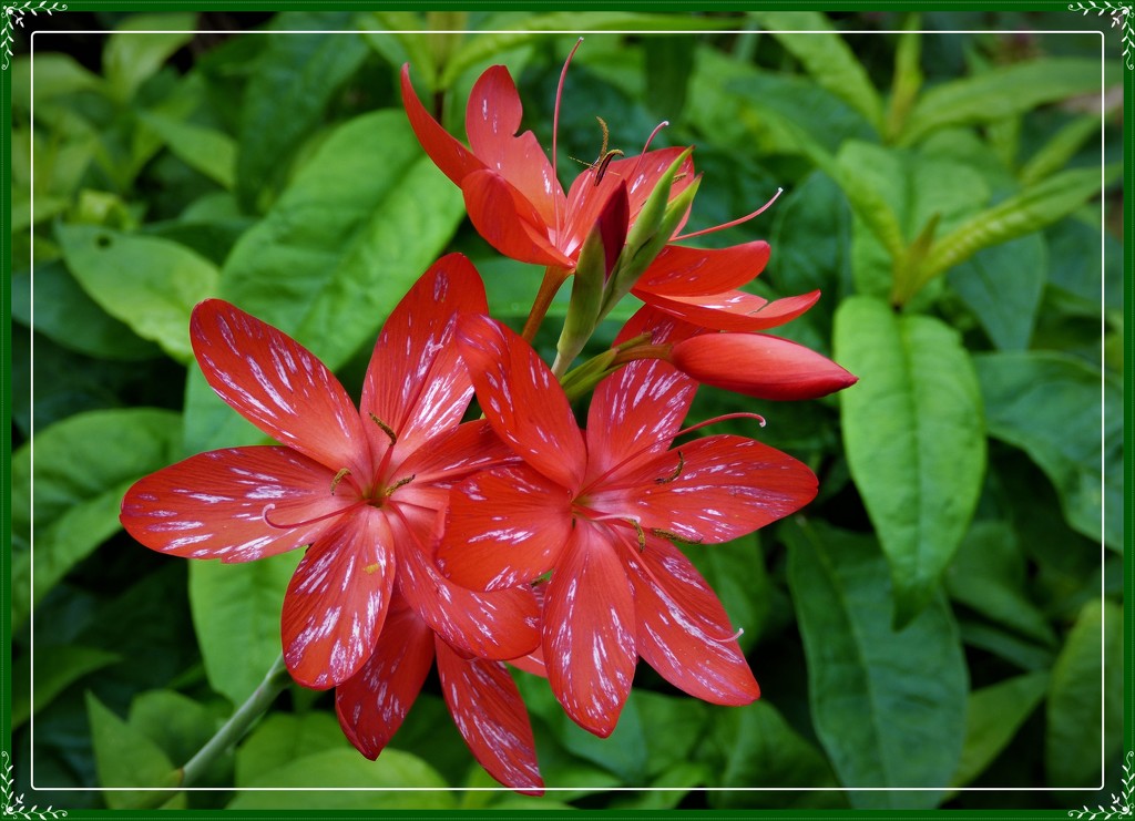 Speckled Kaffir Lily by beryl