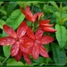 Speckled Kaffir Lily by beryl