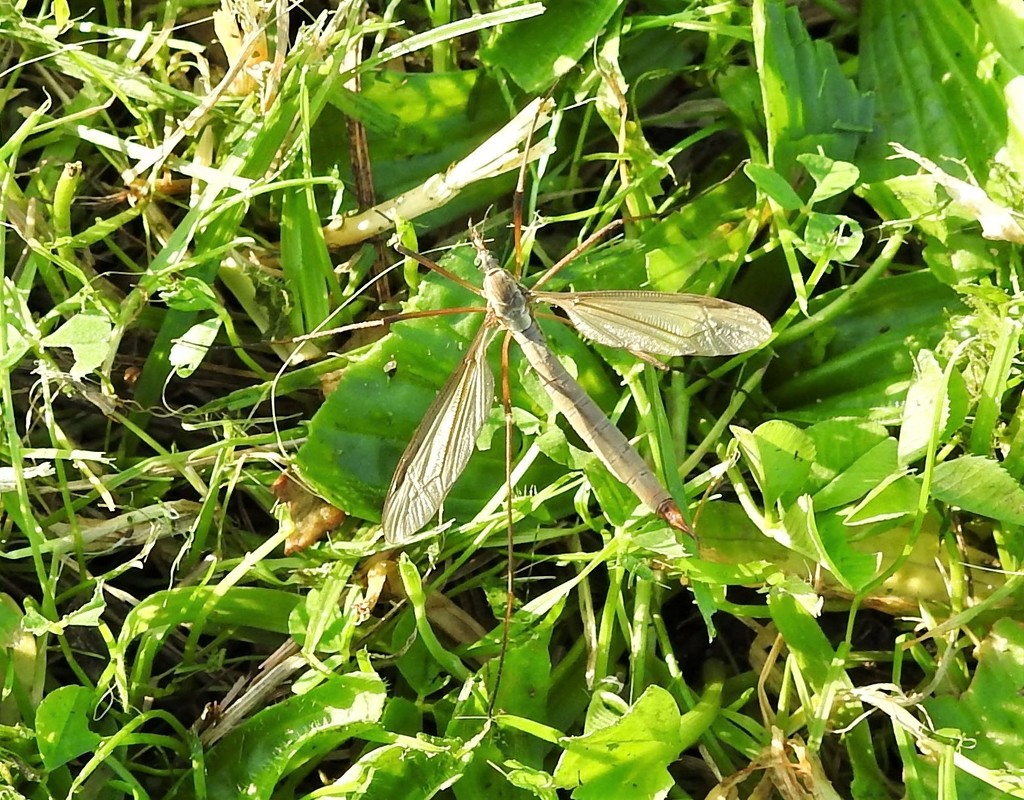 Daddy Longlegs by oldjosh