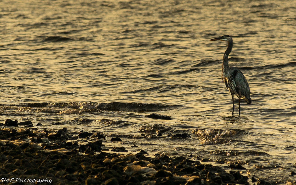  Blue heron in the morning by samae