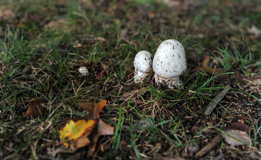 Fall Mushrooms by loweygrace