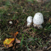 Fall Mushrooms by loweygrace