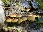 27th Sep 2018 - Fungi season
