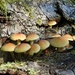 Fungi season by roachling