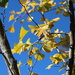 Autumn colors on my Ginko leaves  by pyrrhula