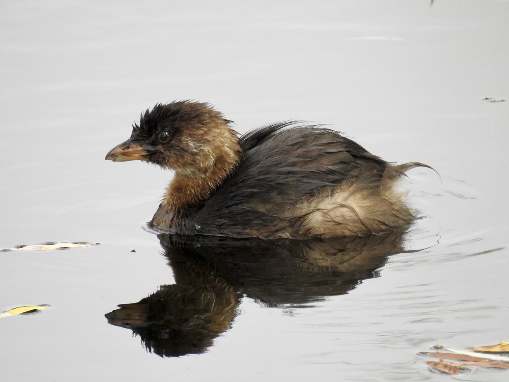 Pied billed grebe by amyk