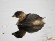 28th Sep 2018 - Pied billed grebe