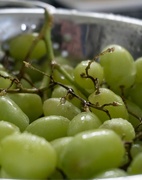 28th Sep 2018 - Grapes