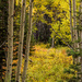 Beautiful Aspen Groves by milaniet