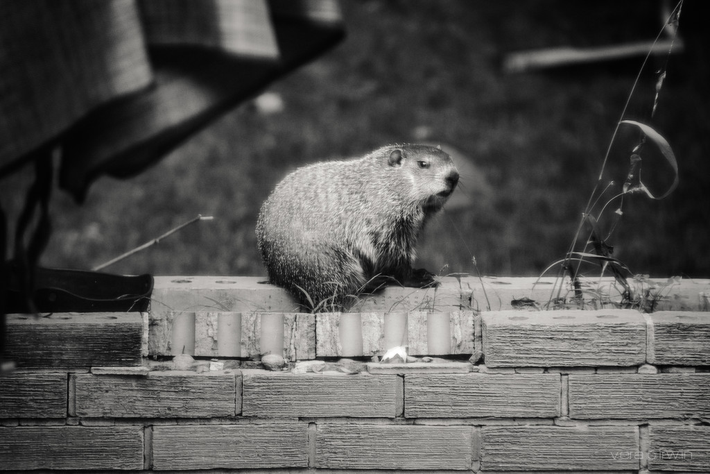 Groundhog who came to tea by vera365