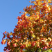 Autumn colours, summer sun by angelar