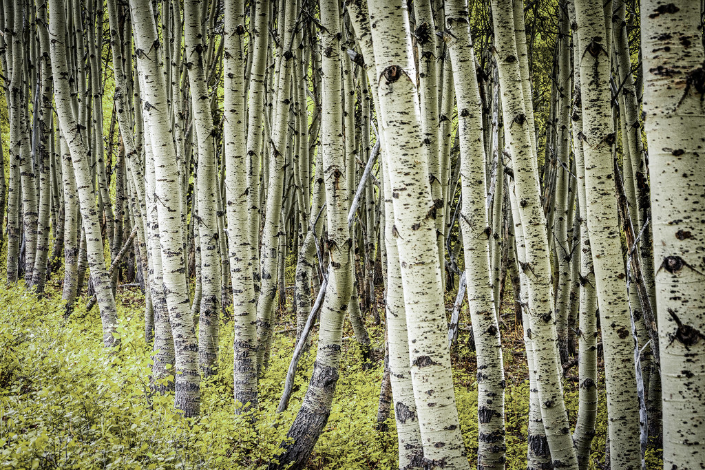 Aspen Grove by 365karly1