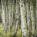 Aspen Grove by 365karly1