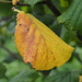 Autumn Leaf by philhendry