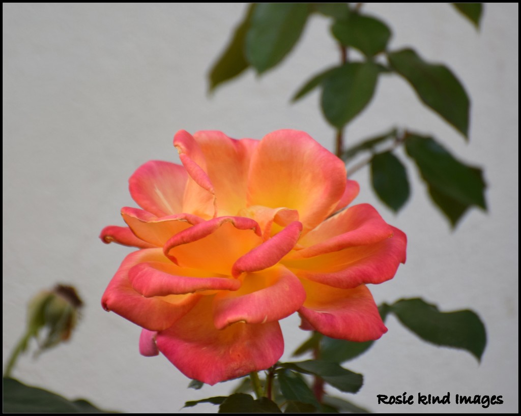 A lovely rose by rosiekind