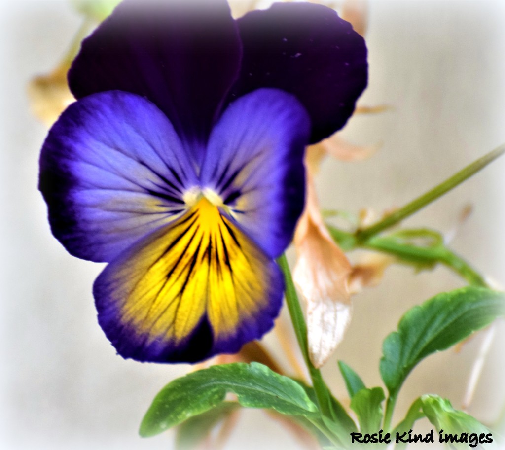 Pansy face by rosiekind