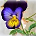 Pansy face by rosiekind
