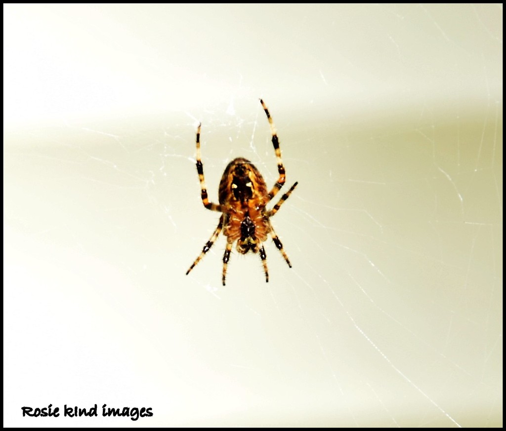 Incy wincy spider by rosiekind