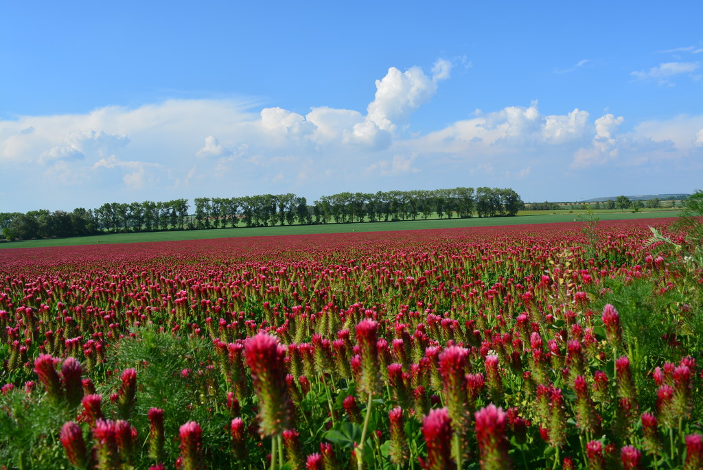 Red field by fortong