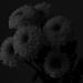 Chrysanthemums by rumpelstiltskin