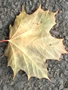 25th Sep 2018 - Autumn Leaf