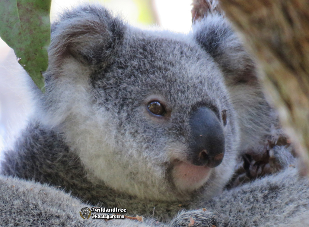 weekend bliss by koalagardens