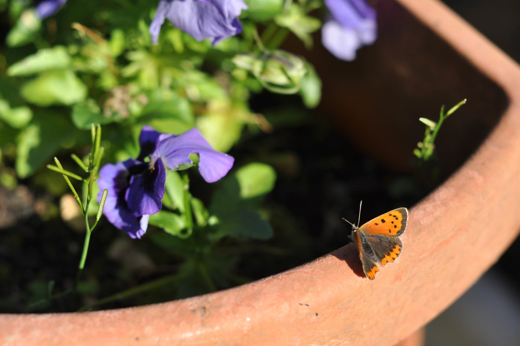 Small copper by overalvandaan