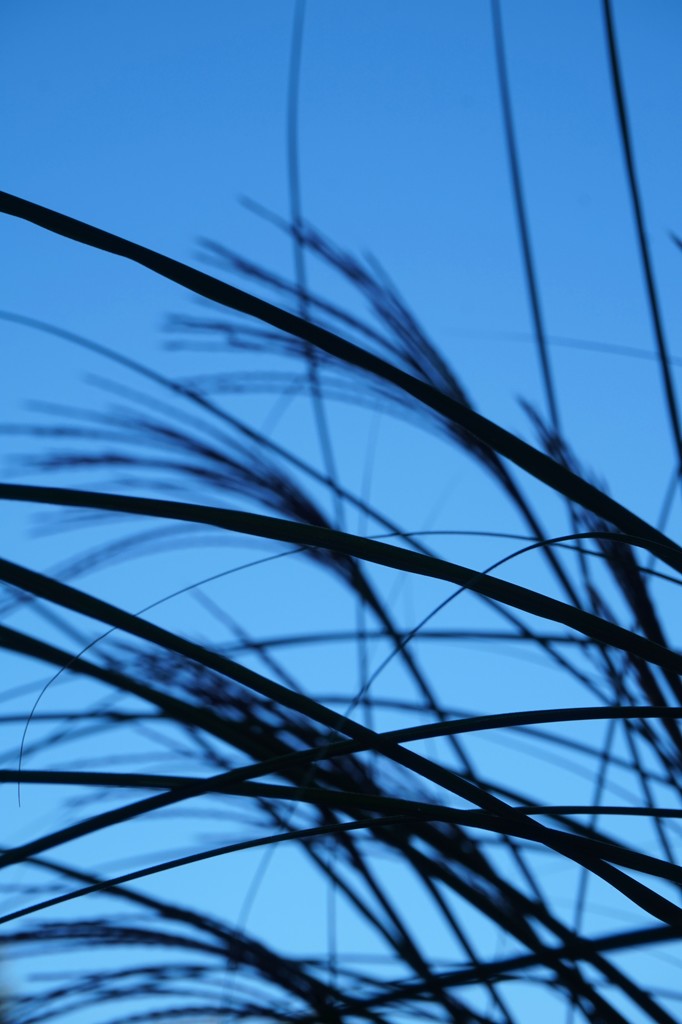 Tall grasses and blue sky by tunia