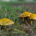 Fall Mushrooms 2 by loweygrace