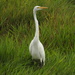 egret, just because by amyk