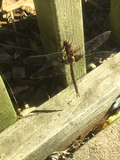 22nd Sep 2018 - 0922_144930 dragon fly