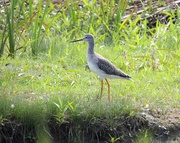 21st Sep 2017 - More Yellow Legs 