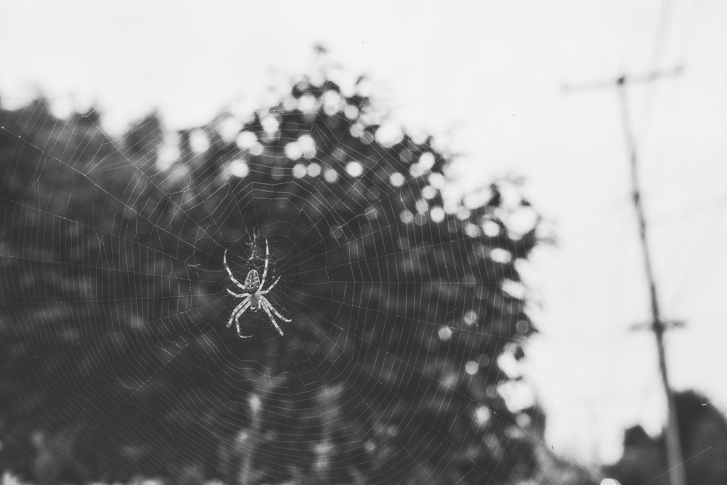 Caught in the spider's web by cristinaledesma33