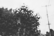 29th Sep 2018 - Caught in the spider's web