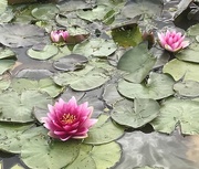 16th Aug 2018 - Water Lillies