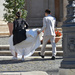 hurrying to marry by caterina