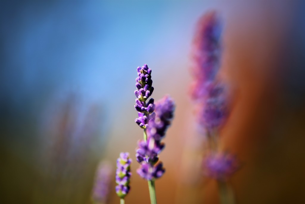 Lavender by phil_sandford