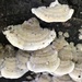 Fungi  by kdrinkie