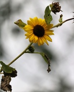 29th Sep 2018 - September 29: Sunflower