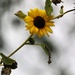 September 29: Sunflower by daisymiller