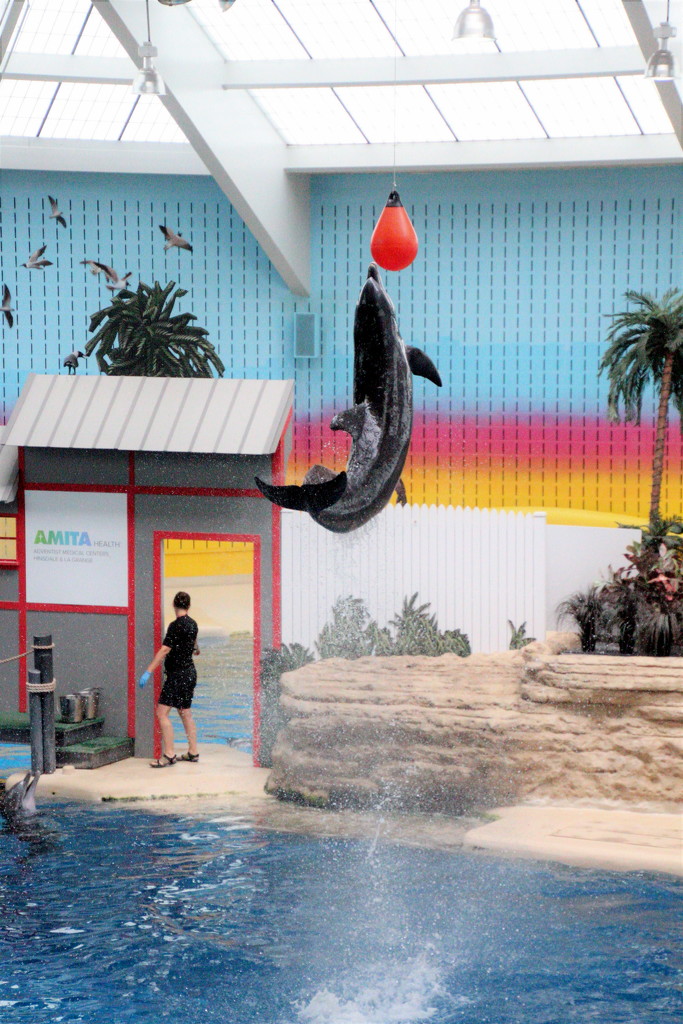 Dolphin Jump 2 by randy23